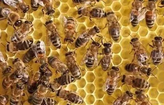 網上買的蜂群怎樣過箱（網購蜜蜂怎么過箱）