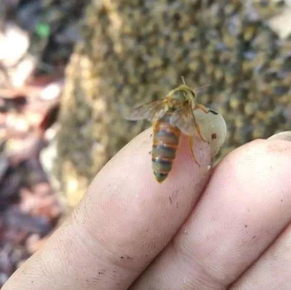 蜂王交尾時間選擇幾點(diǎn)（蜂王一生交多少次尾）