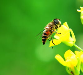 吃蜂蛹過(guò)敏怎么辦（常見(jiàn)的急救方法）