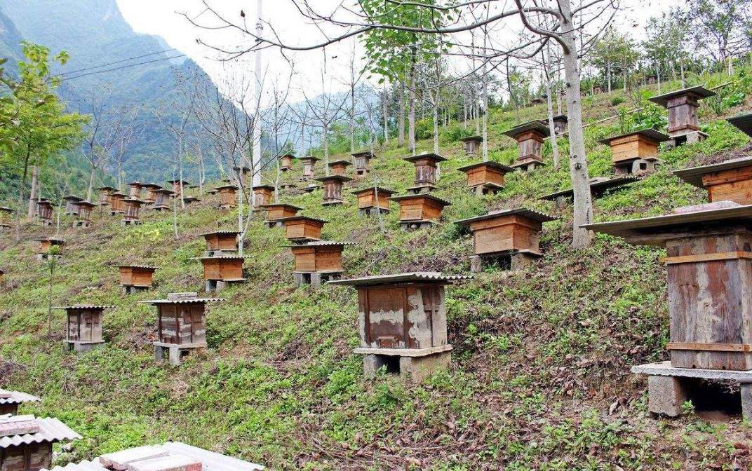 【蜜蜂知識(shí)】40箱蜂一年賺多少錢？