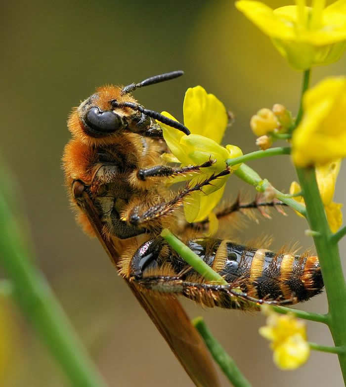 【蜜蜂知識(shí)】蜂王的壽命有多長(zhǎng)?