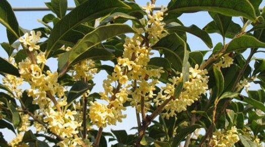 野桂花什么時候開花（桂花每年什么時候開花）